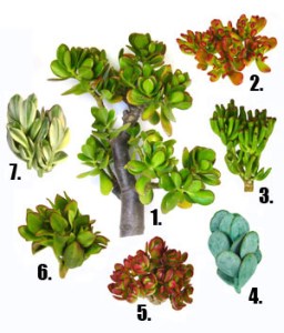 crassula7