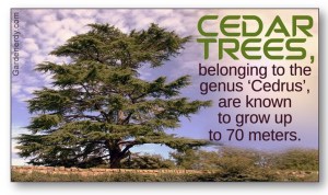 Cedar Tree Image
